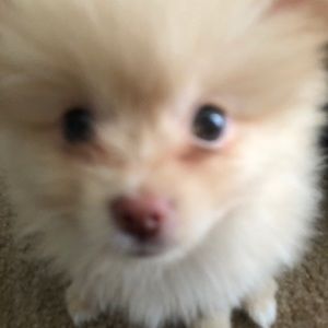 Meet your Posher, Ramon